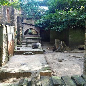 Ancient City - Indian crested porcupine exhibit, 2023-09-24