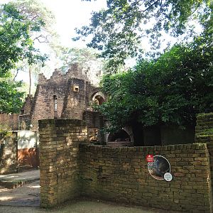 Ancient City - Indian crested porcupine exhibit, 2023-09-24
