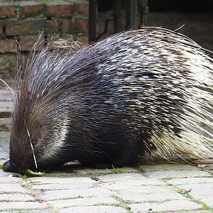 Ancient City - Indian crested porcupine (Hystrix indica), 2023-09-24