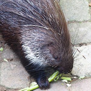 Ancient City - Indian crested porcupine (Hystrix indica), 2023-09-24