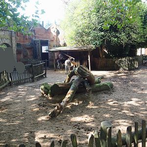 Ancient City - Mediterranean miniature donkey paddock, 2023-09-24