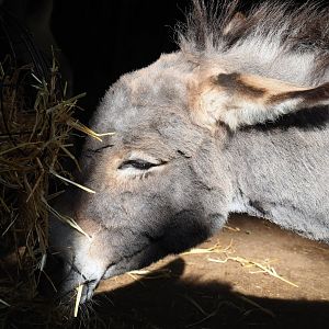 Ancient City - Mediterranean miniature donkey (Equus africanus asinus), 2023-09-24