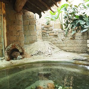 Ancient City - African dwarf crocodile exhibit, 2023-09-24