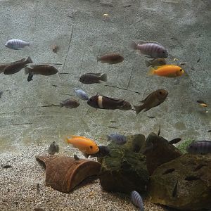 Ancient City - African cichlids in dwarf crocodile pool, 2023-09-24