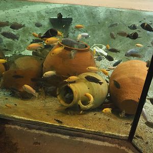 Ancient City - African cichlids in dwarf crocodile pool, 2023-09-24