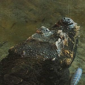 Ancient City - African dwarf crocodile (Osteolaemus tetraspis), 2023-09-24