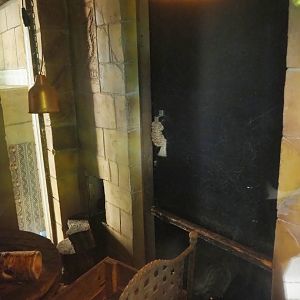 Ancient City - Black rat exhibit, 2023-09-24