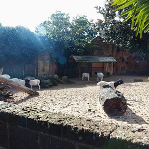Ancient City - Somali sheep paddock, 2023-09-24