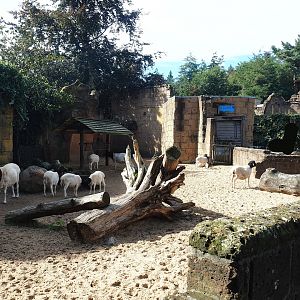 Ancient City - Somali sheep paddock, 2023-09-24