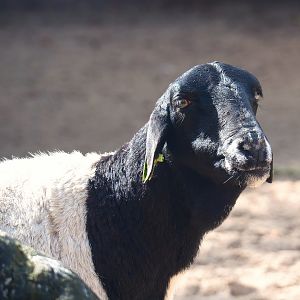 Ancient City - Somali sheep (Ovis aries), 2023-09-24