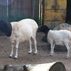 Ancient City - Somali sheep (Ovis aries), 2023-09-24