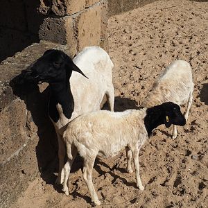 Ancient City - Somali sheep (Ovis aries), 2023-09-24
