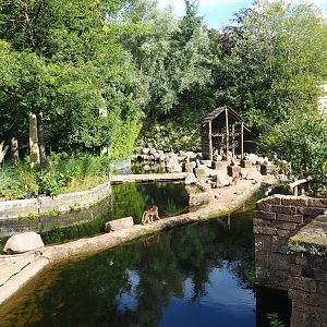 Ancient City - Hamadryas baboon exhibit, 2023-09-24