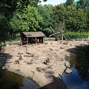 Ancient City - Hamadryas baboon exhibit, 2023-09-24