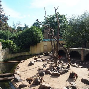Ancient City - Hamadryas baboon exhibit, 2023-09-24