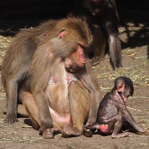 Ancient City - Hamadryas baboons (Papio hamadryas), 2023-09-24