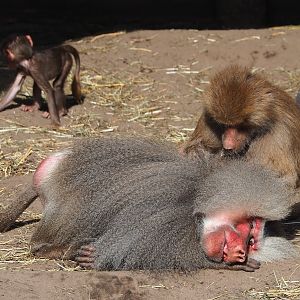 Ancient City - Hamadryas baboons (Papio hamadryas), 2023-09-24