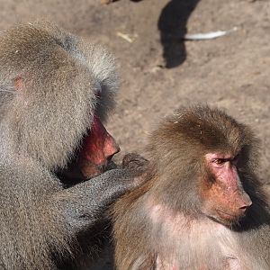 Ancient City - Hamadryas baboons (Papio hamadryas), 2023-09-24