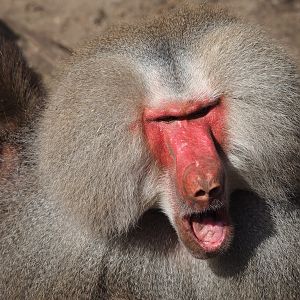 Ancient City - Hamadryas baboon (Papio hamadryas), 2023-09-24