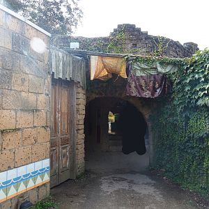 Ancient City - Viewing area for Nile monitor and North African mastigure terrariums, 2023-09-24