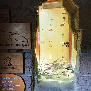 Ancient City - North African mastigure terrarium, 2023-09-24