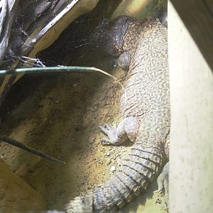 Ancient City - North African mastigure (Uromastyx acanthinura), 2023-09-24