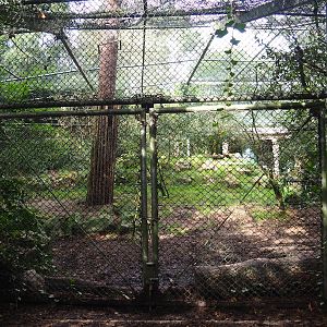 Amur tiger exhibit, 2023-09-24