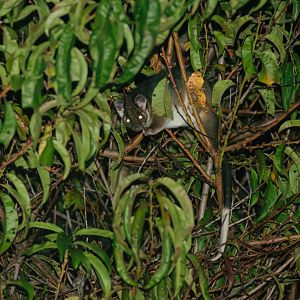 Ring Tail Possum (Pseudocheirus peregrinus)