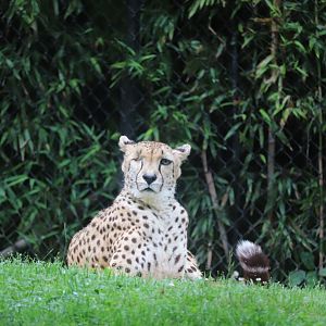 Africa Trail - Cheetah - Lita