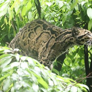 Asia Trail - Clouded Leopard