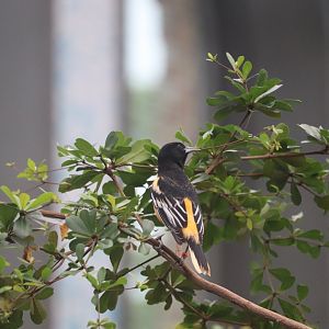 Bird House - Baltimore Oriole