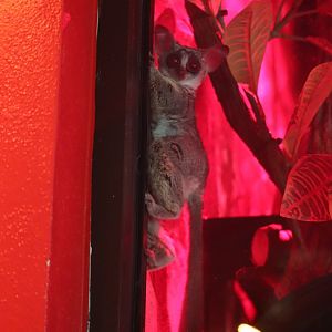 Small Mammal House - Southern Lesser Galago