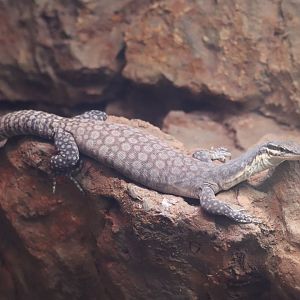 Reptile Discovery Center - Kimberley Rock Monitor