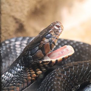 Reptile Discovery Center - Eastern Indigo Snake
