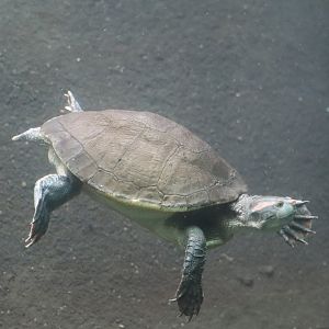 Reptile Discovery Center - Australian Big-headed Turtle