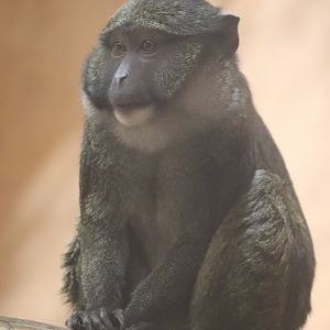 Think Tank - Allen's Swamp Monkey