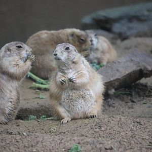 Smithsonian's National Zoo - Black-Tailed Prairie Dog