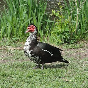 Unidentified Waterfowl