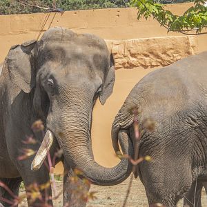 Ming & Hua-Asian Elephant Couple