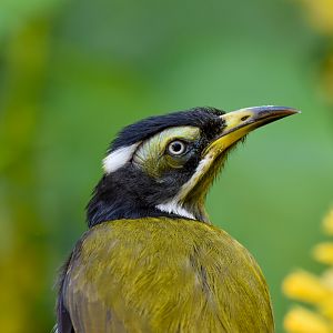 Blue-faced Honeyeater