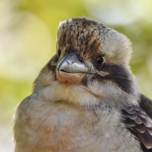 Laughing Kookaburra