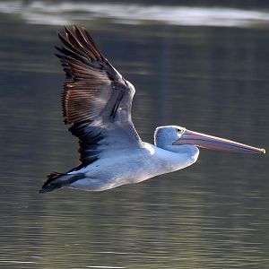 Australian Pelican