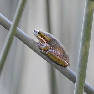 Eastern Dwarf Frog