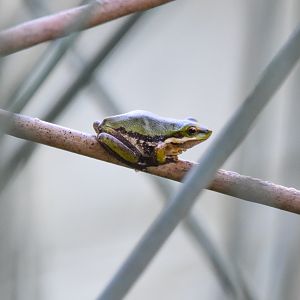 Eastern Dwarf Frog
