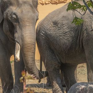 Ming & Hua-Asian Elephant Couple