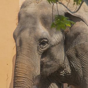 Hua or YuanYuan—Female Asian Elephant
