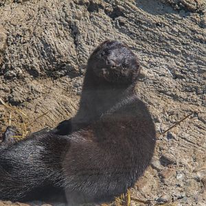 American mink-Unique furbearer exhibits