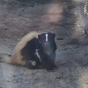 Striped Skunk-Unique furbearer exhibits