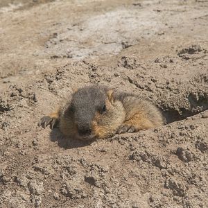 Himalayan Marmot-Unique furbearer exhibits