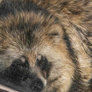 Daccoon Dog-Unique furbearer exhibits